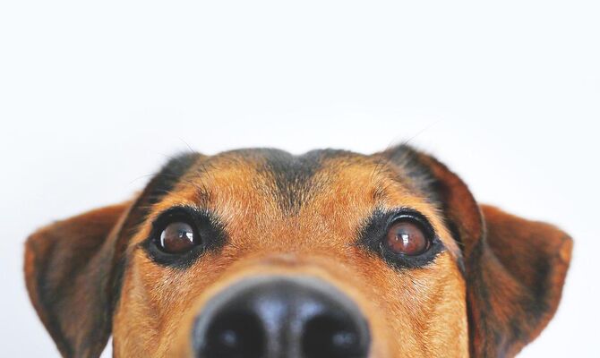 dog-ge6d2254ae_1280